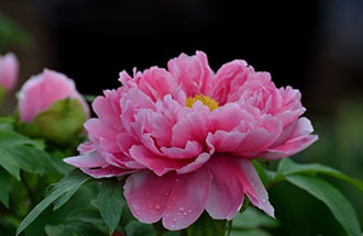 7月24日，中國花卉協(xié)會在網(wǎng)上發(fā)起的《投票：我心中的國花》已出結(jié)果