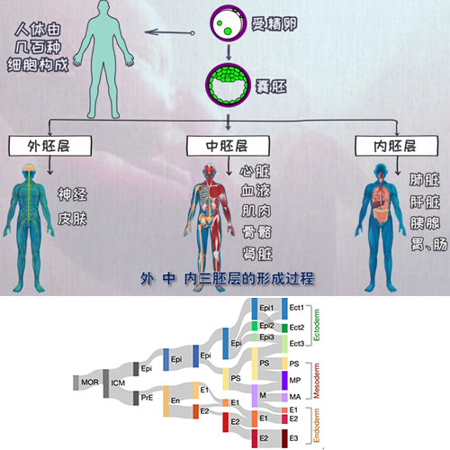 小鼠早期胚胎發(fā)育過(guò)程中全胚層譜系發(fā)生的時(shí)空轉(zhuǎn)錄組圖譜