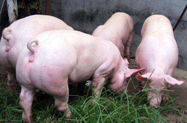 8月21日，國務(wù)院常務(wù)會議指出“地方要立即取消超出法律法規(guī)的生豬禁養(yǎng)、限養(yǎng)規(guī)定”